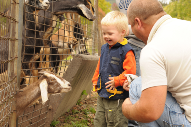 vader en zoon op een kinderboerderij