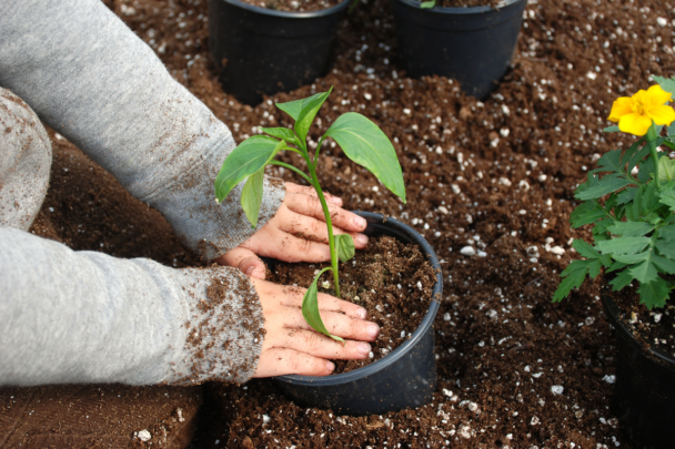 vrouwenhanden zijn een plant aan het potten