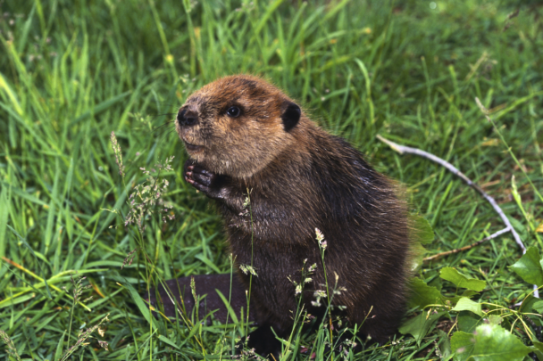 foto van een bever