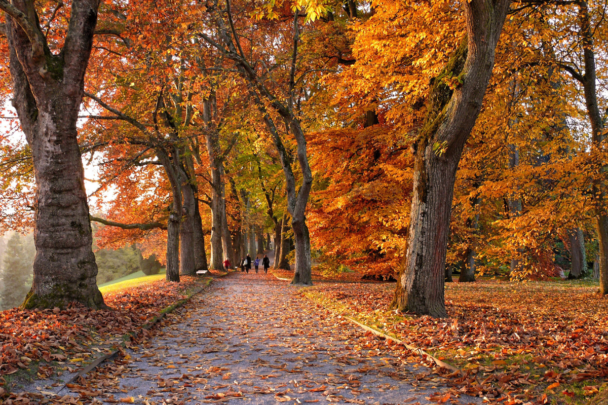 bospad in de herfst