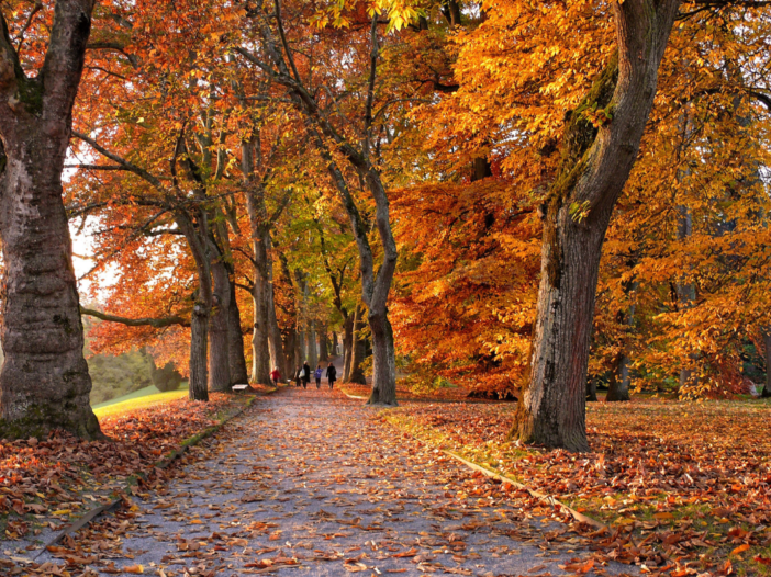 bospad in de herfst