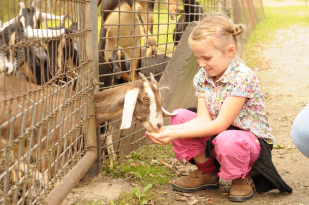 meisje voert een geit op een kinderboerderij