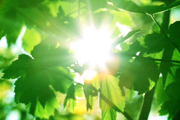 foto van fris groen blad op een zonnige plek