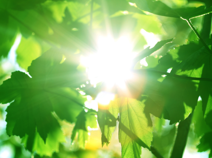 foto van fris groen blad op een zonnige plek