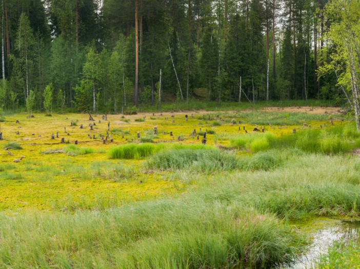 grasveld met bomen