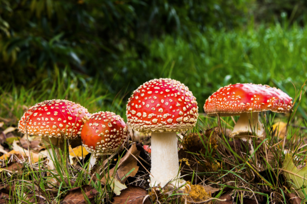 paddenstoelen in het bos