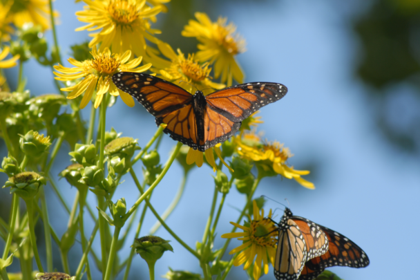 Twee vlinders op bloemen