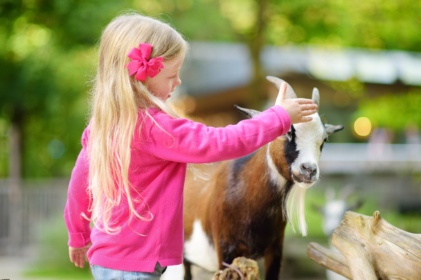 meisje met roze trui en roze bloem in haar haar aait een geit