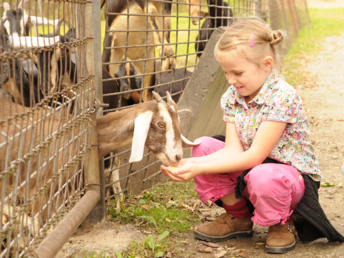 klein meisje voert de geiten achter een hek