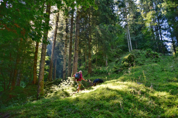 vrouw wandelt met hond in een bosrijke omgeving