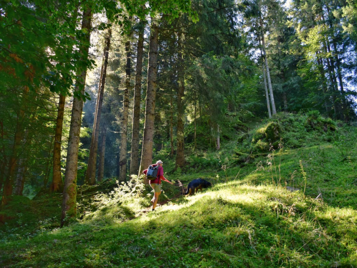 vrouw wandelt met hond in een bosrijke omgeving