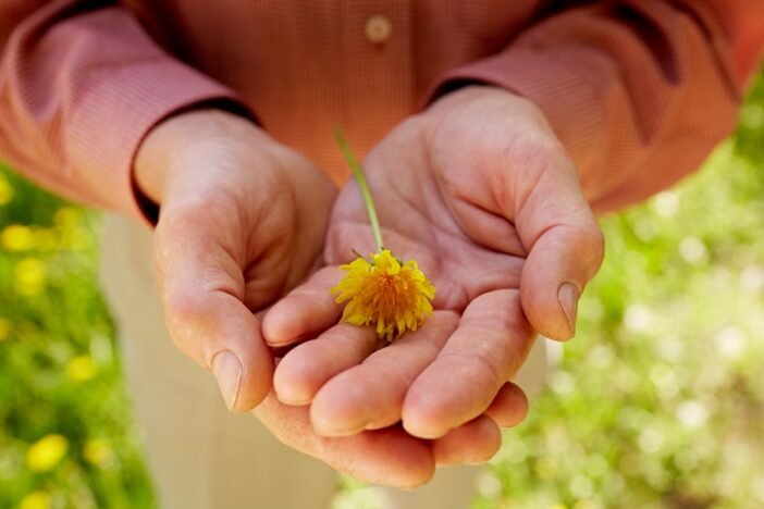 Twee open handen houden een gele bloem vast.