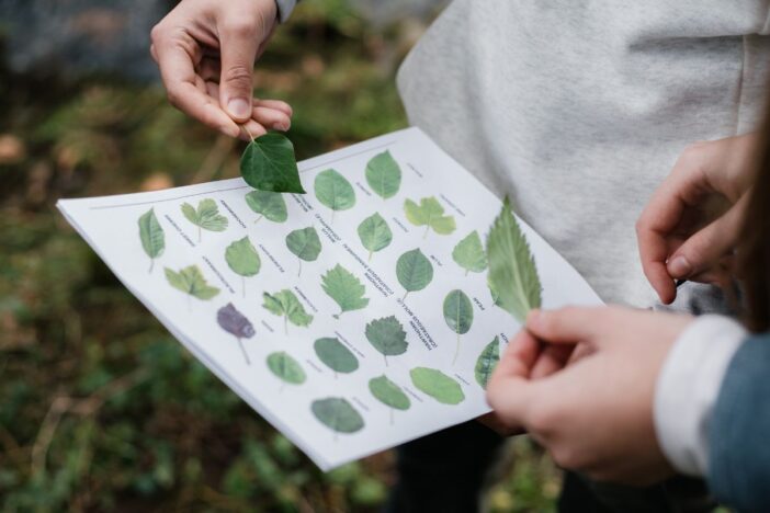 Iemand kijkt wat voor een blad gevonden is.