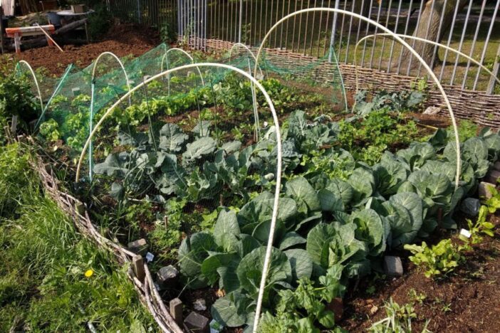 Moestuin met spruitjes.