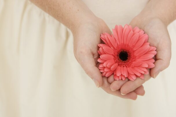 Vrouwenhanden houden een roze bloem vast.