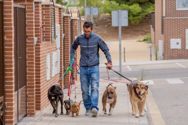 Man wandelt met 5 honden.